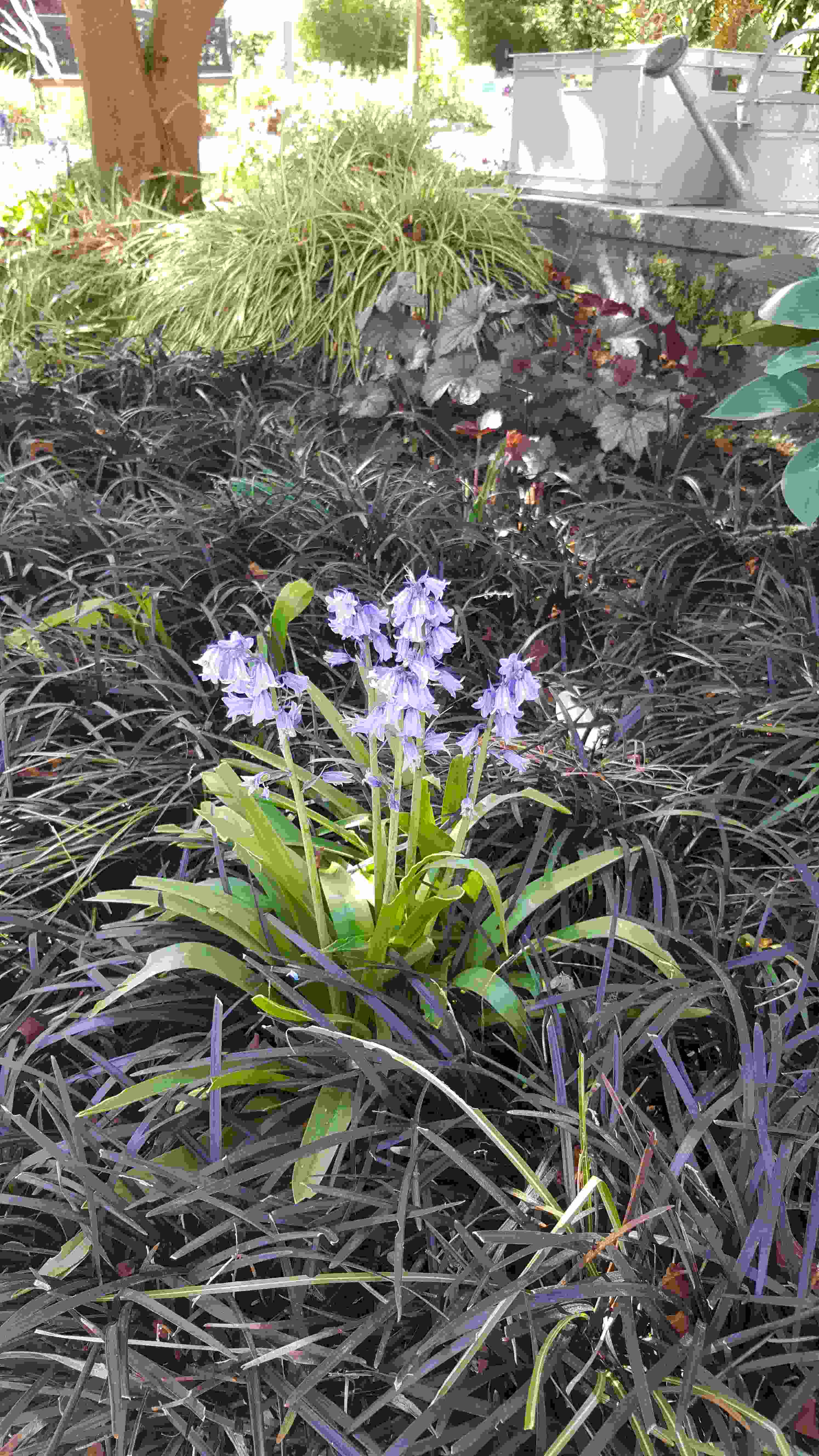 jacinthe des bois220200426_122431.jpg